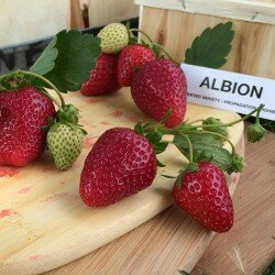 Albion Strawberry