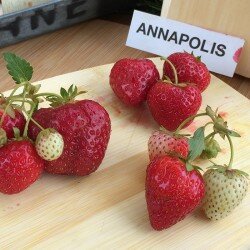 Annapolis