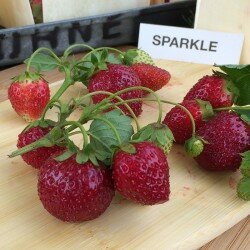 strawberry Sparkle